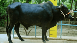 দেশি গরু