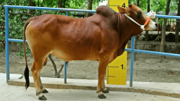 শাহীওয়াল