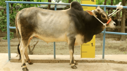 ব্রাহমা