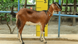 নুবিয়ান