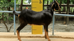 কাশ্মীরি