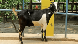 ব্ল্যাক বেঙ্গল