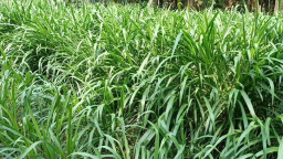 দেশি ঘাস